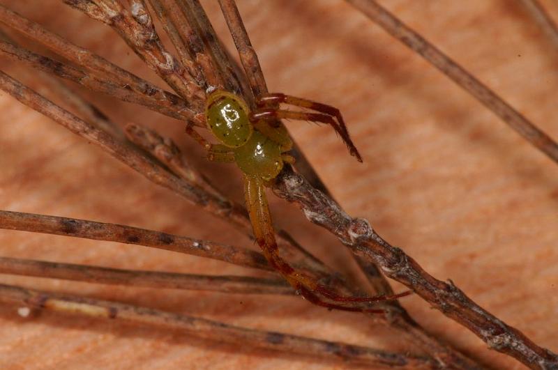 Diaea_evanida_D7802_Z_88_North Stradbroke island_Australie.jpg